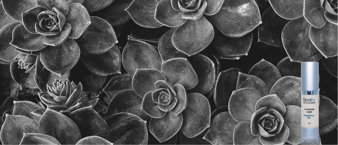 Activation Liquid - Transdermal NAD